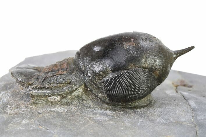 Pelagic Trilobite (Cyclopyge) Fossil - Huge Eyes #316659